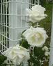 Shin-Setsu rose photo