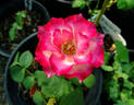 Sweetness rose photo