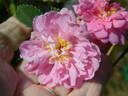 <i>Rosa arkansana</i> 'Woodrow' rose photo