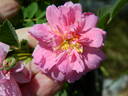 <i>Rosa arkansana</i> 'Woodrow' rose photo