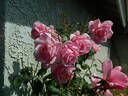 Crested Abundance rose photo