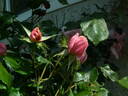 Crested Abundance rose photo