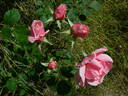 Crested Abundance rose photo