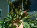 Crested Abundance rose photo