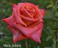 Vera Johns ® rose photo