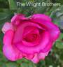 The Wright Brothers rose photo