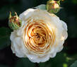 Caramel Antike Freelander ® rose photo