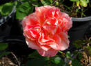 Tangerine Streams rose photo