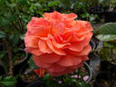 Tatton rose photo