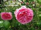 Tendresse rose photo