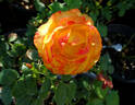 Tequila Sunrise rose photo