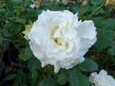 The Divine Miss M™ rose photo
