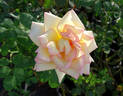 The Lady rose photo