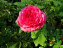 Thierry Marx rose photo