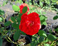 Tiger Tail rose photo