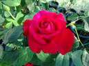 Timeless rose photo