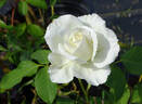 Tineke rose photo