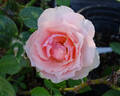 Tournament of Roses rose photo