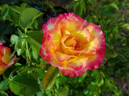 True Sincerity rose photo