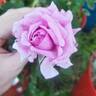 Louis Gimard rose photo