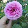 Louis Gimard rose photo