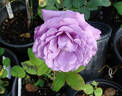 Vol de Nuit rose photo