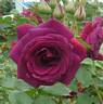 Mikamo rose photo