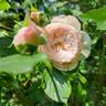 The Mill On The Floss rose photo