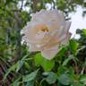 Martine Guillot ® rose photo