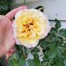 Rugelda ® rose photo