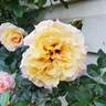 Rugelda ® rose photo