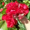 Black Cherry ™ rose photo