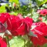 Black Cherry ™ rose photo