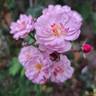 Petite Coquine de Chédigny rose photo