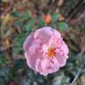 Lovely Meilland rose photo