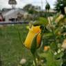 Golden Masterpiece rose photo