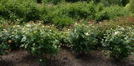 Betty's Smile rose photo