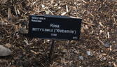 Betty's Smile rose photo