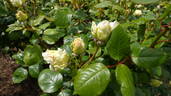 Betty's Smile rose photo