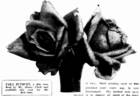 Zara Hore-Ruthven rose photo