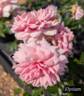 Elysium rose photo
