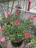 Coral Freedom rose photo
