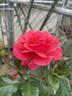 Coral Freedom rose photo