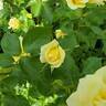 True Friendship rose photo