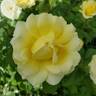 True Friendship rose photo