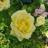 True Friendship rose photo