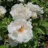 Brindabella Touch of Pink ™ rose photo