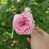 Jasmina ™ rose photo