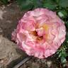 True Sincerity rose photo