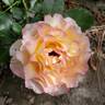 True Sincerity rose photo